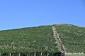 VBS_5689 - C'è un mare di velluto verde! E tu che sognavi di andare lontano... Quanta meraviglia, quì!